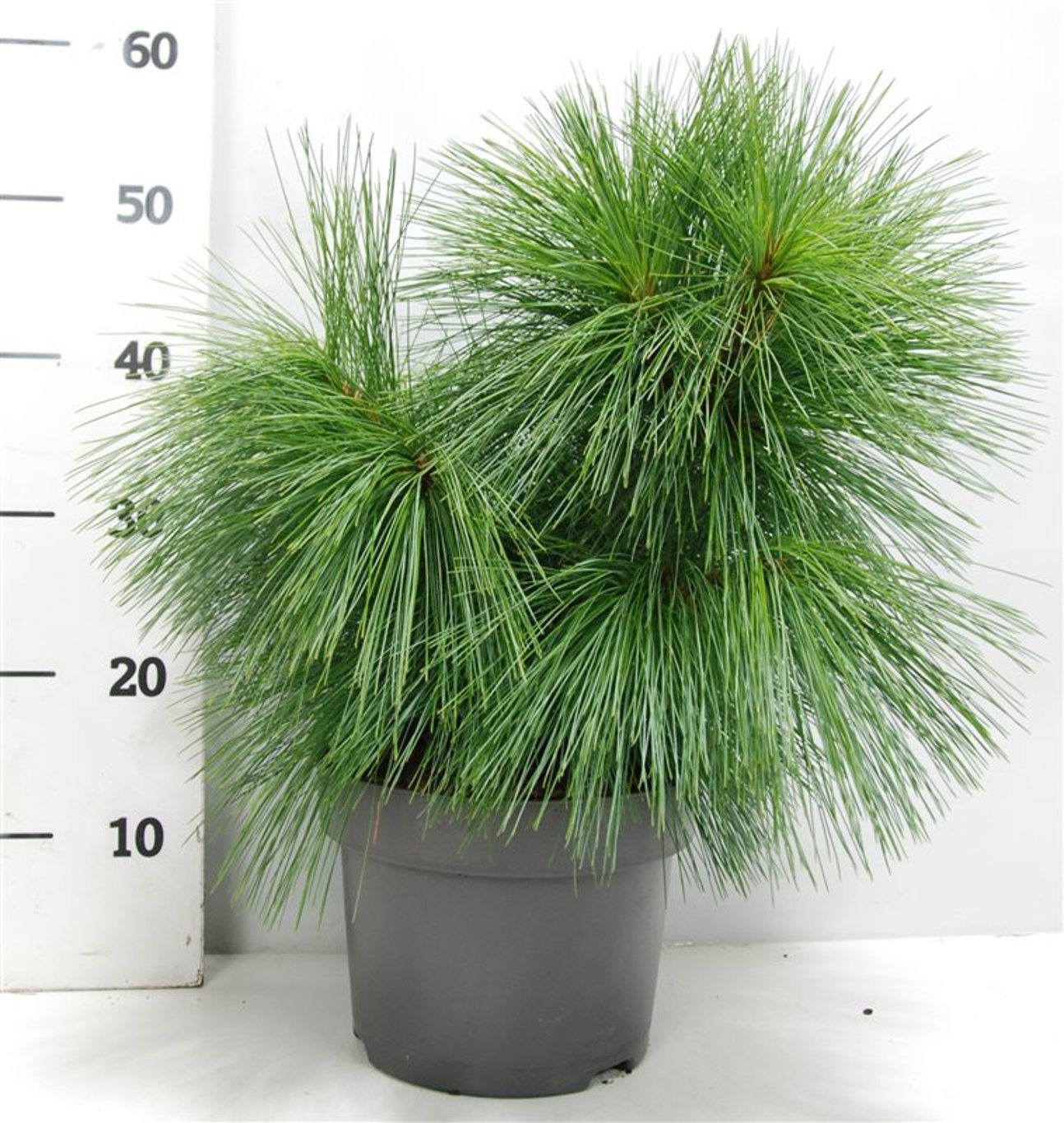 Pinus schwerinii 'Wiethorst' - C5 30-40 CM